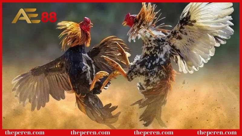 Các hình thức gà đá được yêu thích