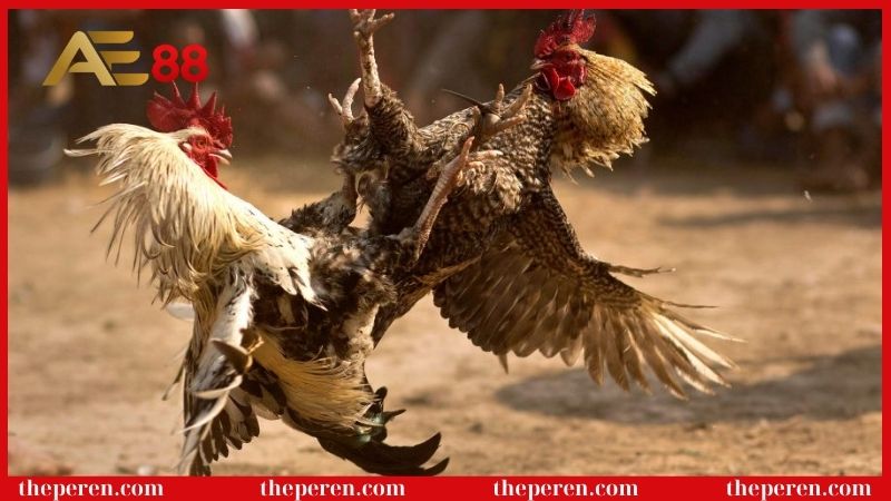 Đá gà Thomo có điểm nổi bật nào?