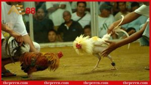 Đá gà cựa dao là gì