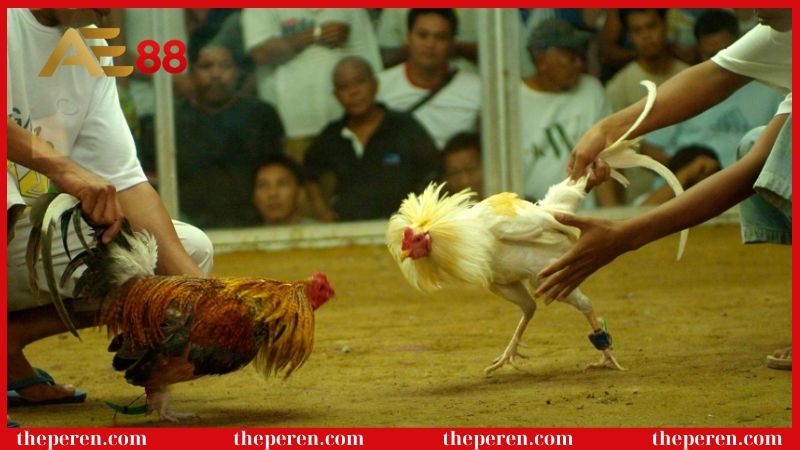 Đá gà cựa dao là gì