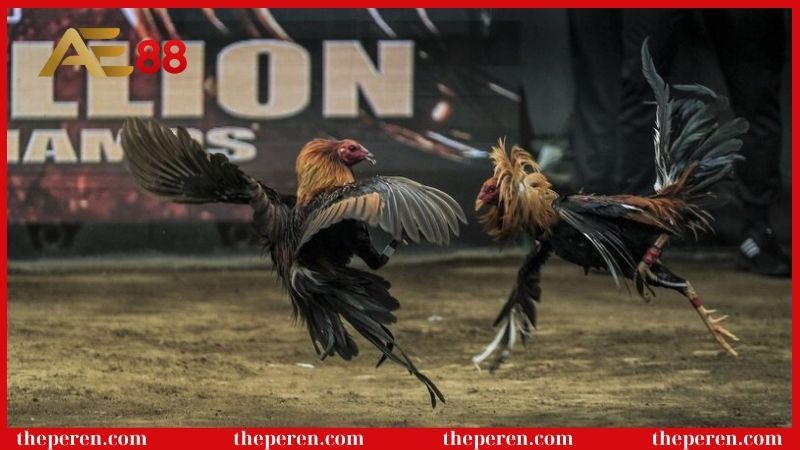 Đôi nét về đá gà thomo là gì?
