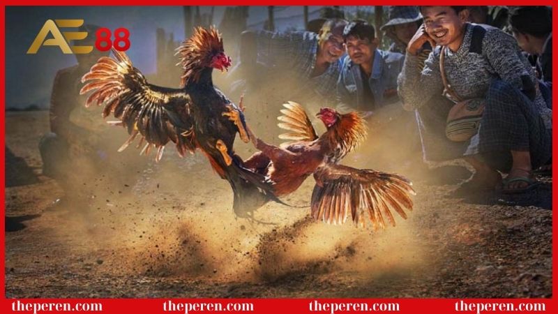 Hướng dẫn cách chơi gà đá cựa dao