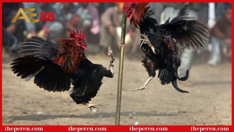 Lưu ý khi tham gia cược gà đá cựa dao