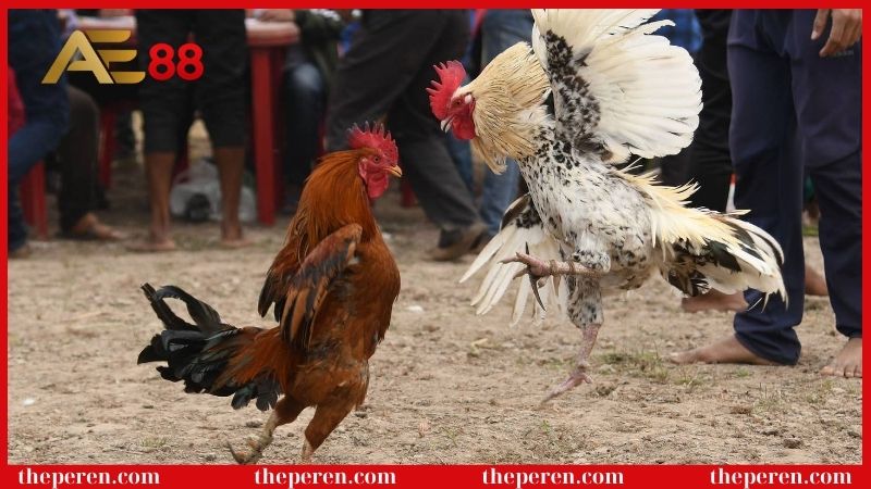 Những lưu ý khi chơi đá gà đòn?