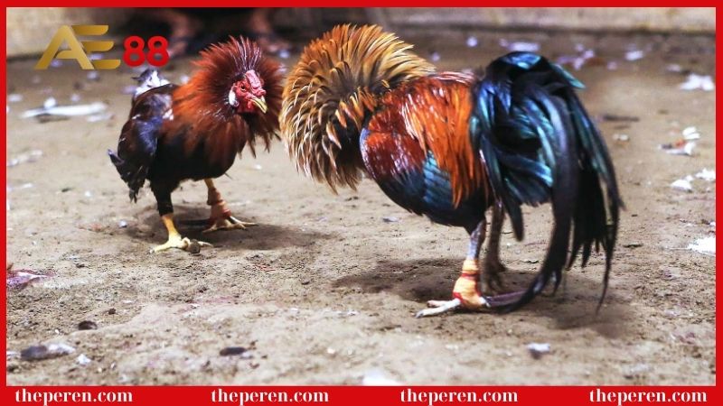 Tìm hiểu đá gà cựa dao là gì?