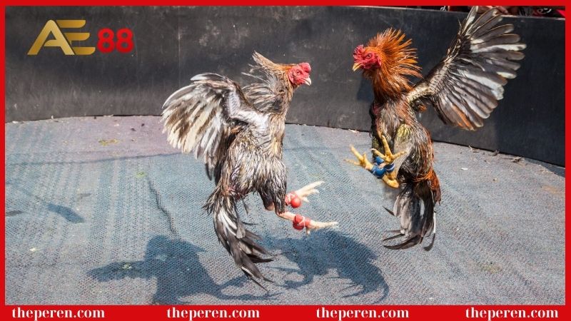 Tìm hiểu đá gà đòn là gì?